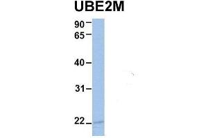 Western Blotting (WB) image for anti-Ubiquitin-Conjugating Enzyme E2M (ube2m) (N-Term) antibody (ABIN2775686)