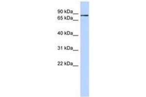 Image no. 1 for anti-Zinc Finger Protein 366 (ZNF366) (C-Term) antibody (ABIN6740640) (ZNF366 Antikörper  (C-Term))