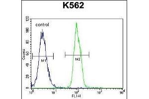 SFRP4 Antibody (C-term) (ABIN655521 and ABIN2845035) flow cytometric analysis of K562 cells (right histogram) compared to a negative control cell (left histogram).