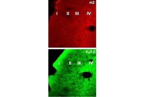 Expression of Muscarinic acetylcholine receptor M2 in mouse parieto-temporal cortex sections - Immunohistochemical staining of mouse parieto-temporal cortex frozen sections (non-consecutive) using Anti-GIRK2 (Kir3. (Muscarinic Acetylcholine Receptor M2 Antikörper  (AA 225-356))