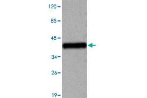 Western blot analysis of TBC1D4 monoclonal antibody  at 1 : 2000 dilution interacts with recombinant TCB1D4 protein with a DsbA tag. (TBC1D4 Antikörper  (N-Term))