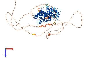 PRKAG2 Protein (AA 1-566) (His tag)