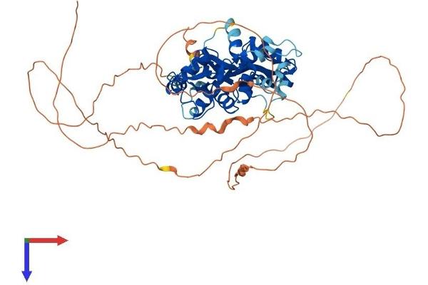 PRKAG2 Protein (AA 1-566) (His tag)