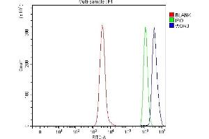 anti-WD Repeat Domain 3 (WDR3) (AA 1-927) antibody