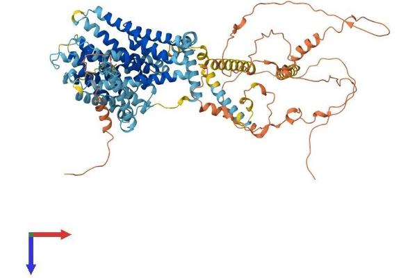 SLC9A3 Protein (AA 1-834) (His tag)