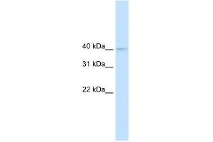 NUDT9 antibody used at 0. (NUDT9 Antikörper)