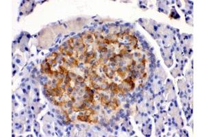 IHC testing of rat pancreas with HSD11B2 antibody. (HSD11B2 Antikörper)