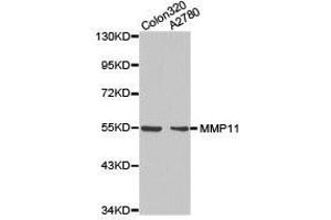 Western Blotting (WB) image for anti-Matrix Metallopeptidase 11 (Stromelysin 3) (MMP11) antibody (ABIN1873715) (MMP11 Antikörper)