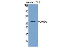 Western Blotting (WB) image for anti-Insulin-Like Growth Factor 2 Receptor (IGF2R) (AA 1146-1363) antibody (ABIN1859299) (IGF2R Antikörper  (AA 1146-1363))