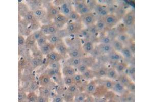 IHC-P analysis of Mouse Tissue, with DAB staining. (SERPING1 Antikörper  (AA 211-331))