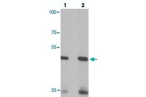 Western blot analysis of SIGLEC15 in rat kidney tissue with SIGLEC15 polyclonal antibody  at (lane 1) 1 and (lane 2) 2 ug/mL. (SIGLEC15 Antikörper  (N-Term))
