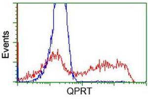 HEK293T cells transfected with either RC202960 overexpress plasmid (Red) or empty vector control plasmid (Blue) were immunostained by anti-QPRT antibody (ABIN2453568), and then analyzed by flow cytometry. (QPRT Antikörper)