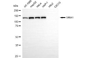 Western blotting analysis using GRIA1 antibody (ABIN7798738).