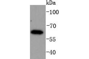 K562 lysates probed with IRF6 (1A1) Monoclonal Antibody  at 1:1000 overnight at 4˚C. (IRF6 Antikörper)
