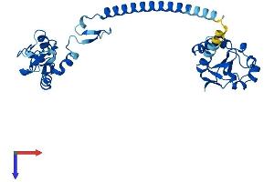 RNF41 Protein (AA 1-317) (His tag)
