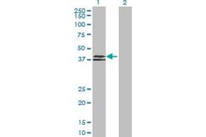Western Blotting (WB) image for anti-Wingless-Type MMTV Integration Site Family, Member 6 (WNT6) (AA 1-365) antibody (ABIN521386)