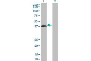 Western Blot analysis of WNT6 expression in transfected 293T cell line by WNT6 MaxPab polyclonal antibody. (WNT6 Antikörper  (AA 1-365))
