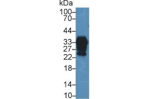 Western blot analysis of Mouse Cerebrum lysate, using Human PRNP Antibody (2 µg/ml) and HRP-conjugated Goat Anti-Rabbit antibody ( (PRNP Antikörper  (AA 23-230))