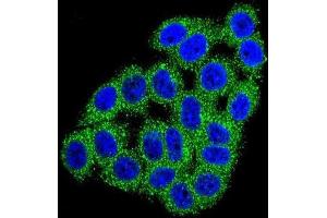 Immunofluorescence (IF) image for anti-Carboxypeptidase B1 (Tissue) (CPB1) antibody (ABIN2996494) (CPB1 Antikörper)
