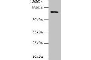 Western blot All lanes: SLC6A6 antibody at 0. (TAUT Antikörper  (AA 1-49))