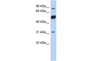 Western Blotting (WB) image for anti-BEN Domain Containing 2 (BEND2) antibody (ABIN2463928)