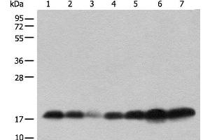 Western Blot analysis of Human testis,Mouse brain,Mouse heart,PC-3 cell,231 cell,Raji and Jurkat cell lysates Mouse lung and Rat spleen using BUD31 Polyclonal Antibody at dilution of 1:800. (BUD31 Antikörper)
