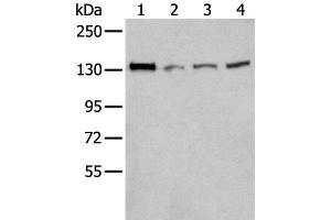Western blot analysis of 293T Hela and A172 cell lysates using MORC2 Polyclonal Antibody at dilution of 1:300 (MORC2 Antikörper)