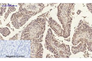 Immunohistochemical analysis of paraffin-embedded human-spleen, antibody was diluted at 1:200. (Annexin a1 Antikörper  (AA 130-180))