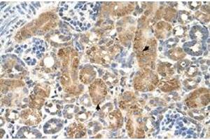 Immunohistochemical staining (Formalin-fixed paraffin-embedded sections) of human kidney with GPAA1 polyclonal antibody  at 4-8 ug/mL working concentration. (GPAA1 Antikörper  (C-Term))