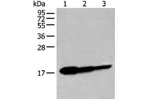 Western blot analysis of Human fetal brain tissue HT-29 cell and Jurkat cell lysates using UBE2V1 Polyclonal Antibody at dilution of 1:250
