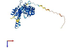 FEN1 Protein (AA 1-378) (His tag)