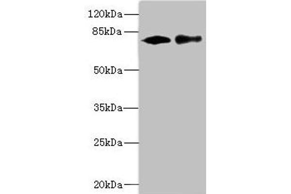 CALCOCO1 Antikörper  (AA 462-691)