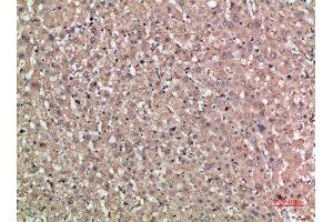 Immunohistochemical analysis of paraffin-embedded human-liver, antibody was diluted at 1:200 (NOG Antikörper  (AA 21-70))