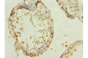 Immunohistochemistry of paraffin-embedded human testis tissue using ABIN7166719 at dilution of 1:100 (RBBP9 Antikörper  (AA 1-186))