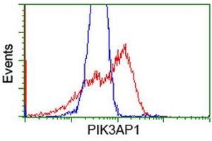 HEK293T cells transfected with either RC214125 overexpress plasmid (Red) or empty vector control plasmid (Blue) were immunostained by anti-PIK3AP1 antibody (ABIN2453457), and then analyzed by flow cytometry. (PIK3AP1 Antikörper)