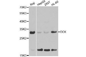 Western blot analysis of extracts of various cell lines, using DCK antibody. (DCK Antikörper  (AA 1-260))