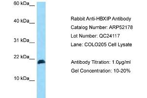 Western Blotting (WB) image for anti-Hepatitis B Virus X-Interacting Protein (HBXIP) (N-Term) antibody (ABIN970858) (HBXIP Antikörper  (N-Term))