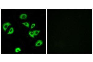 Immunofluorescence (IF) image for anti-Leukocyte Immunoglobulin-Like Receptor, Subfamily B (With TM and ITIM Domains), Member 4 (LILRB4) (Internal Region) antibody (ABIN1851488) (LILRB4 Antikörper  (Internal Region))