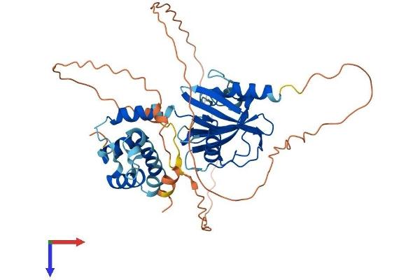 DCP2 Protein (AA 1-422) (His tag)