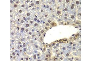 Immunohistochemistry of paraffin-embedded Mouse liver using SUPT20H Polyclonal Antibody at dilution of 1:100 (40x lens).
