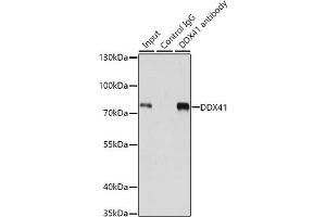 Immunoprecipitation analysis of 200 μg extracts of 293T cells using 1 μg DDX41 antibody (ABIN6130254, ABIN6139498, ABIN6139499 and ABIN6222254). (DDX41 Antikörper  (AA 1-300))