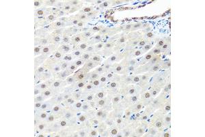 Immunohistochemistry of paraffin-embedded rat liver using PRPF19 antibody. (PRP19 Antikörper)