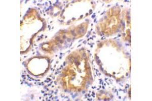 Immunohistochemical staining of human kidney tissue using AP30006PU-N ACE2 antibody at 2 μg/ml. (ACE2 Antikörper  (Intermediate Domain 1))