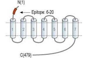Representative domain view of the target of ABIN7043619. (Serotonin Receptor 2B Antikörper  (Extracellular, N-Term))
