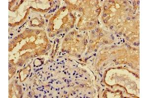 Immunohistochemistry of paraffin-embedded human kidney tissue using ABIN7158740 at dilution of 1:100 (ACP6 Antikörper  (AA 35-324))