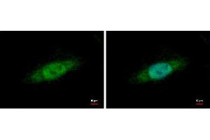ICC/IF Image Nuclear Matrix Protein p84 antibody [C1C3] detects Nuclear Matrix Protein p84 protein at cytoplasm and nucleus by immunofluorescent analysis. (THOC1 Antikörper  (C-Term))