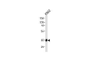MBD3 Antibody (C-term) (ABIN1882264 and ABIN2843407) western blot analysis in K562 cell line lysates (35 μg/lane).