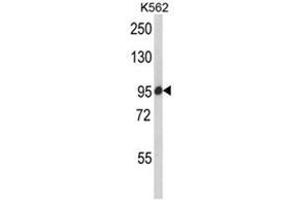Western blot analysis of SCAP Antibody (Center) in K562 cell line lysates (35ug/lane).
