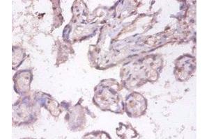 Immunohistochemistry of paraffin-embedded human placenta tissue using ABIN7173817 at dilution of 1:100 (TNFSF9 Antikörper  (AA 52-254))