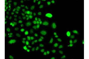 Immunofluorescence analysis of A549 cells using PIP4K2A antibody.